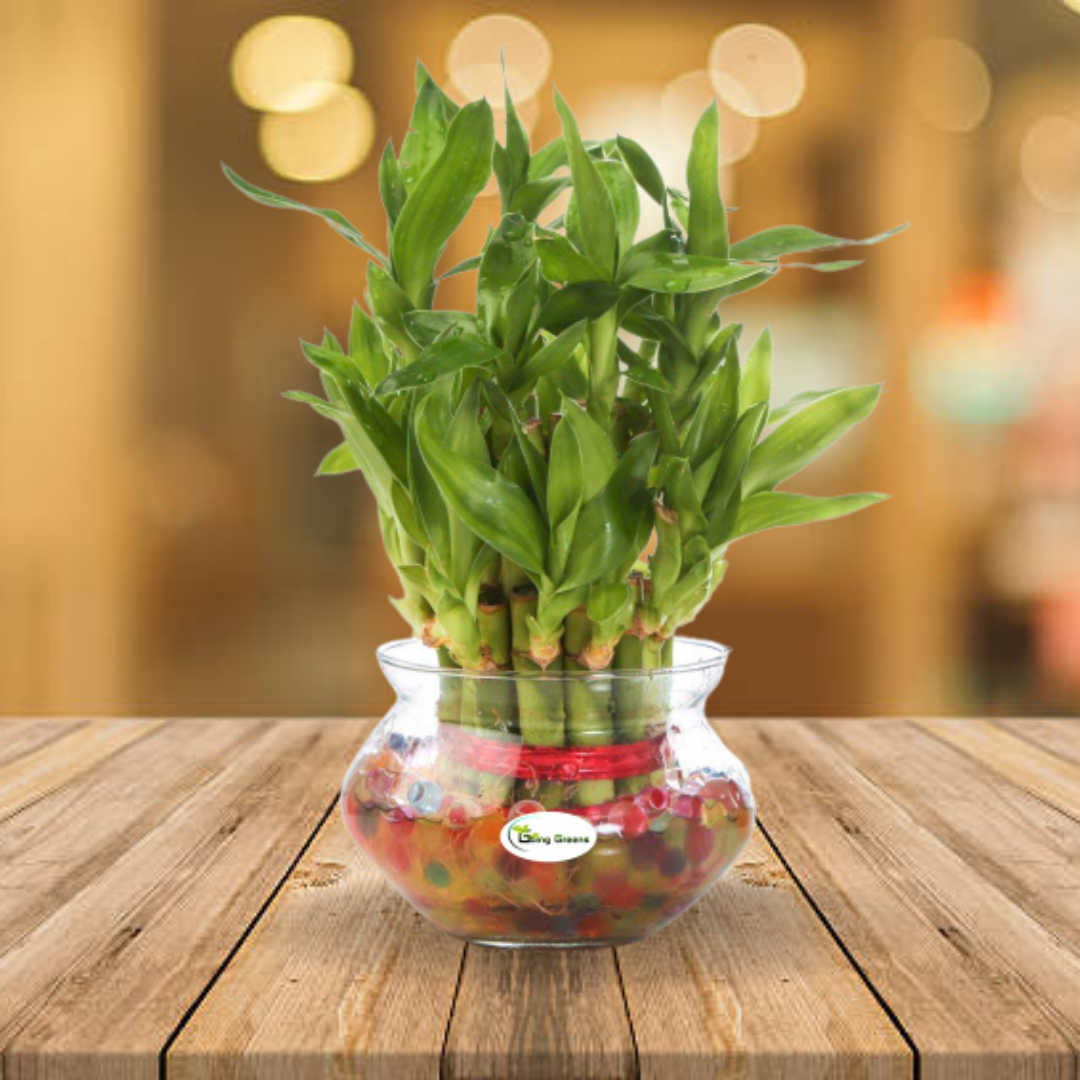 2 Layers Lucky Bamboo Plant in Glass Pot