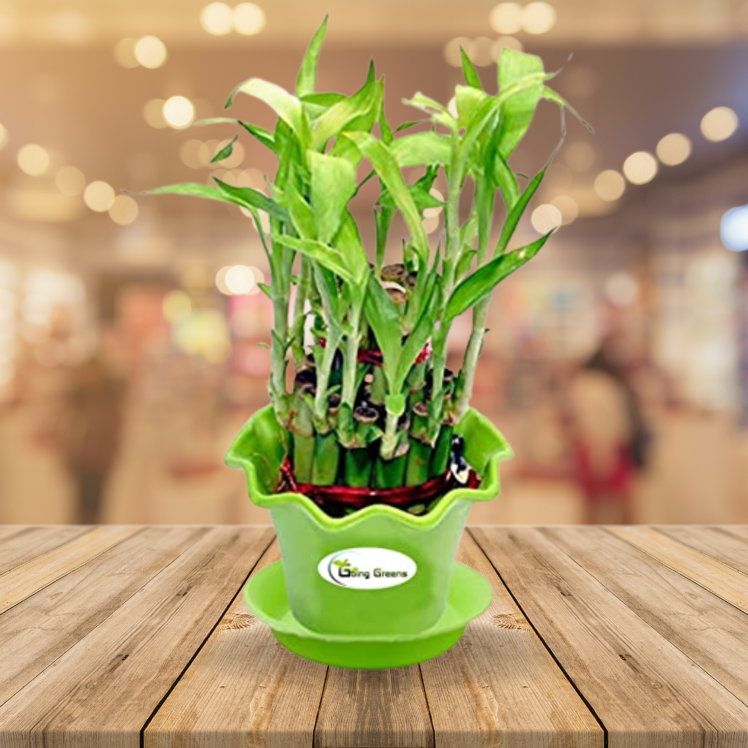 2 layer lucky bamboo plant 2 Layer Lucky Bamboo – Going Greens
