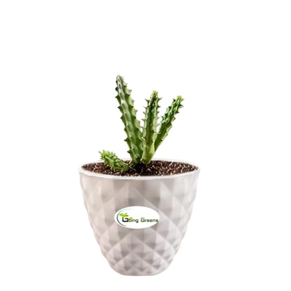 Huernia Zebrina Cactus