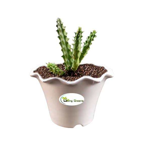 Huernia Zebrina Cactus