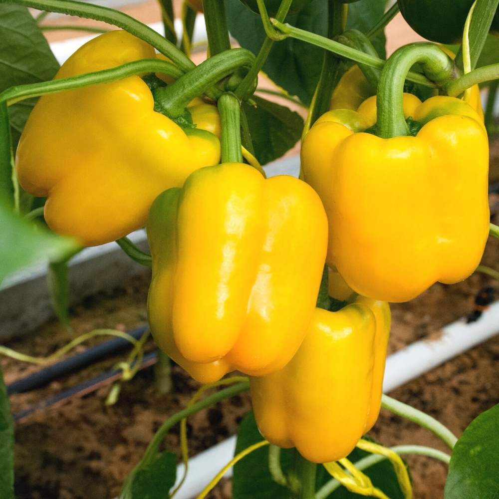 Yellow Capsicum (Peeli Shimla Mirch) Seeds – Going Greens