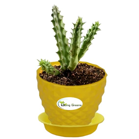 Huernia Zebrina Cactus