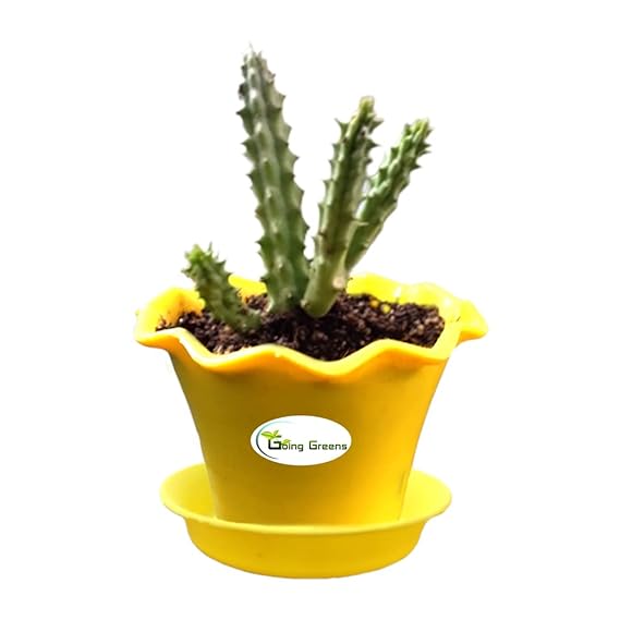 Huernia Zebrina Cactus