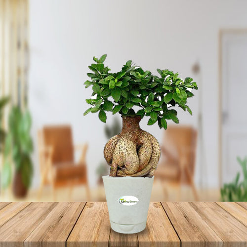 Ficus Bonsai