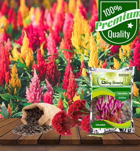 Celosia Flower Seeds