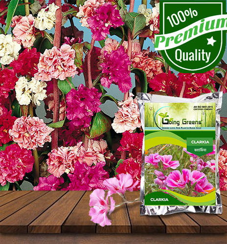 Clarkia Flower Seeds
