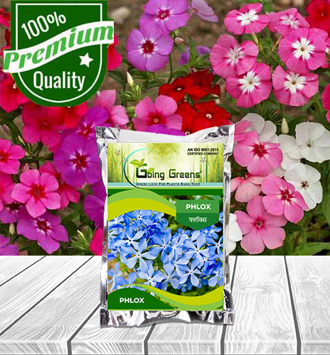 Phlox Flower Seeds