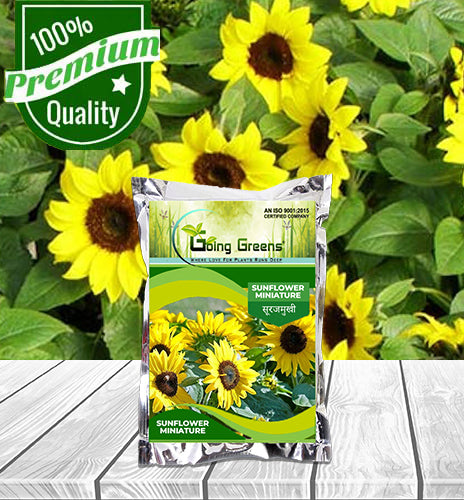 Sunflower Miniature Flower Seeds