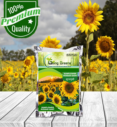 Sunflower Russian Giant Flower Seeds