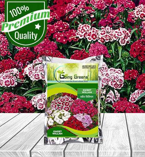 Sweet Willam Flower Seeds
