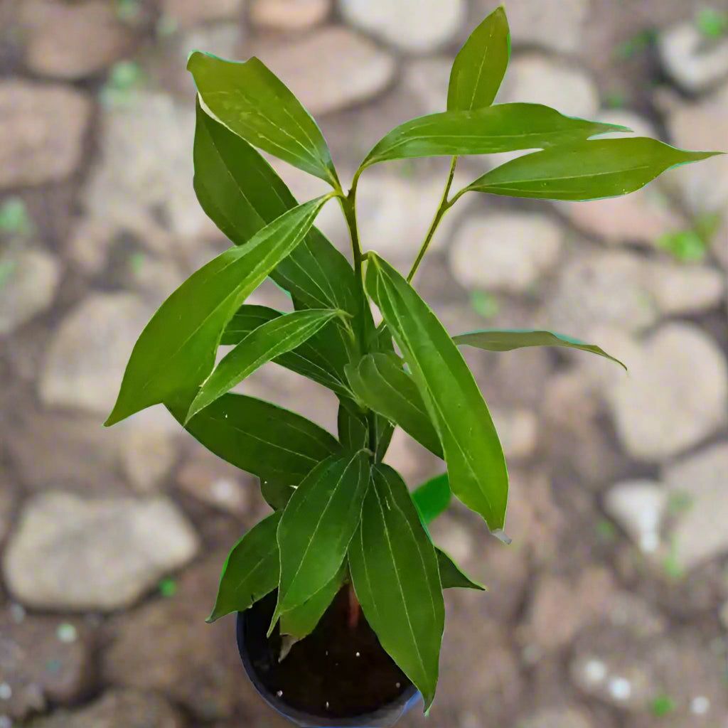 tej patta plant seeds Tej Patta Plant (Bay Leaf) – Going Greens