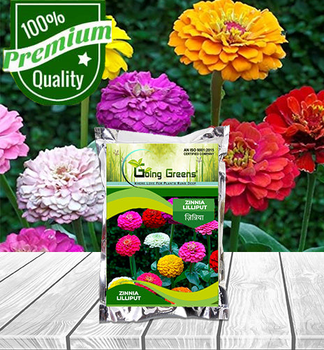 Zinnia Lilliput Flower Seeds