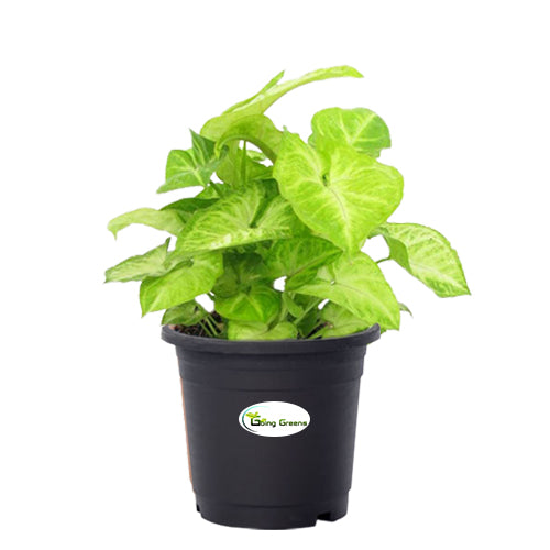 Syngonium Green Plant