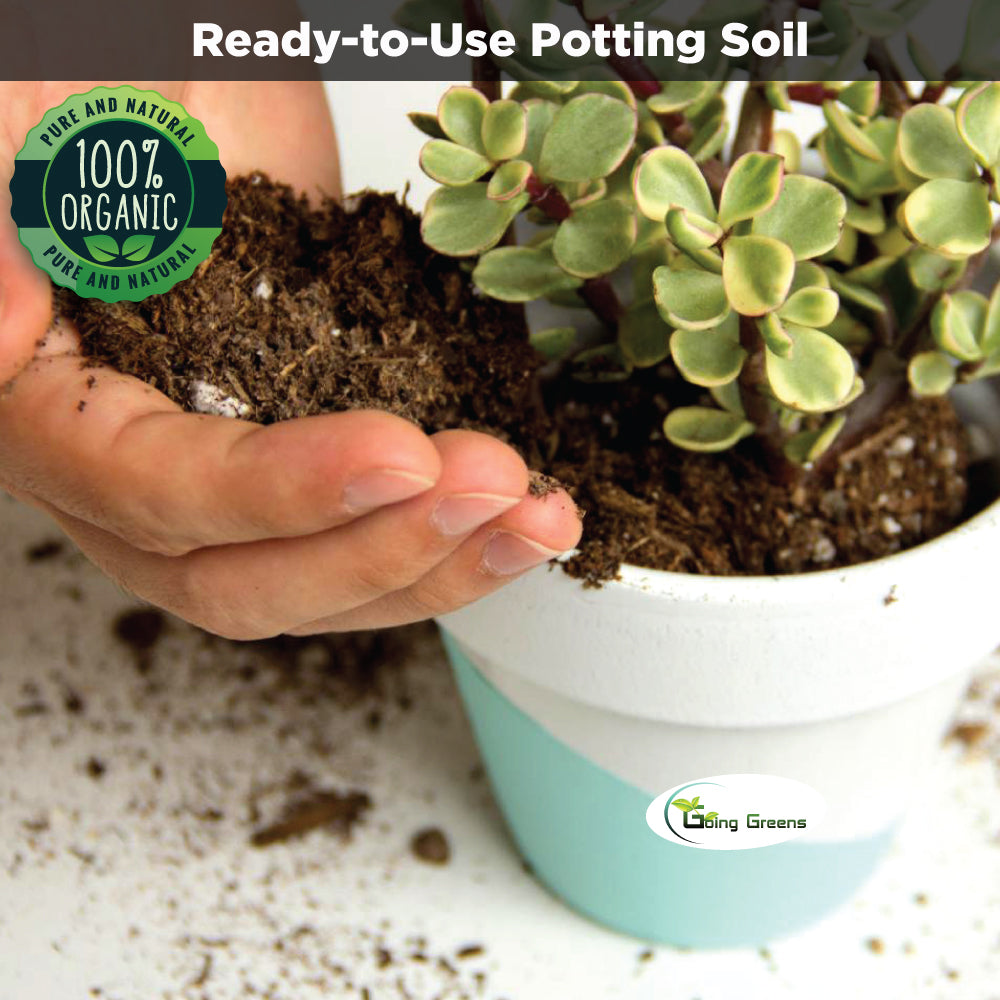 Potting Soil Mix for Cactus & Succulent