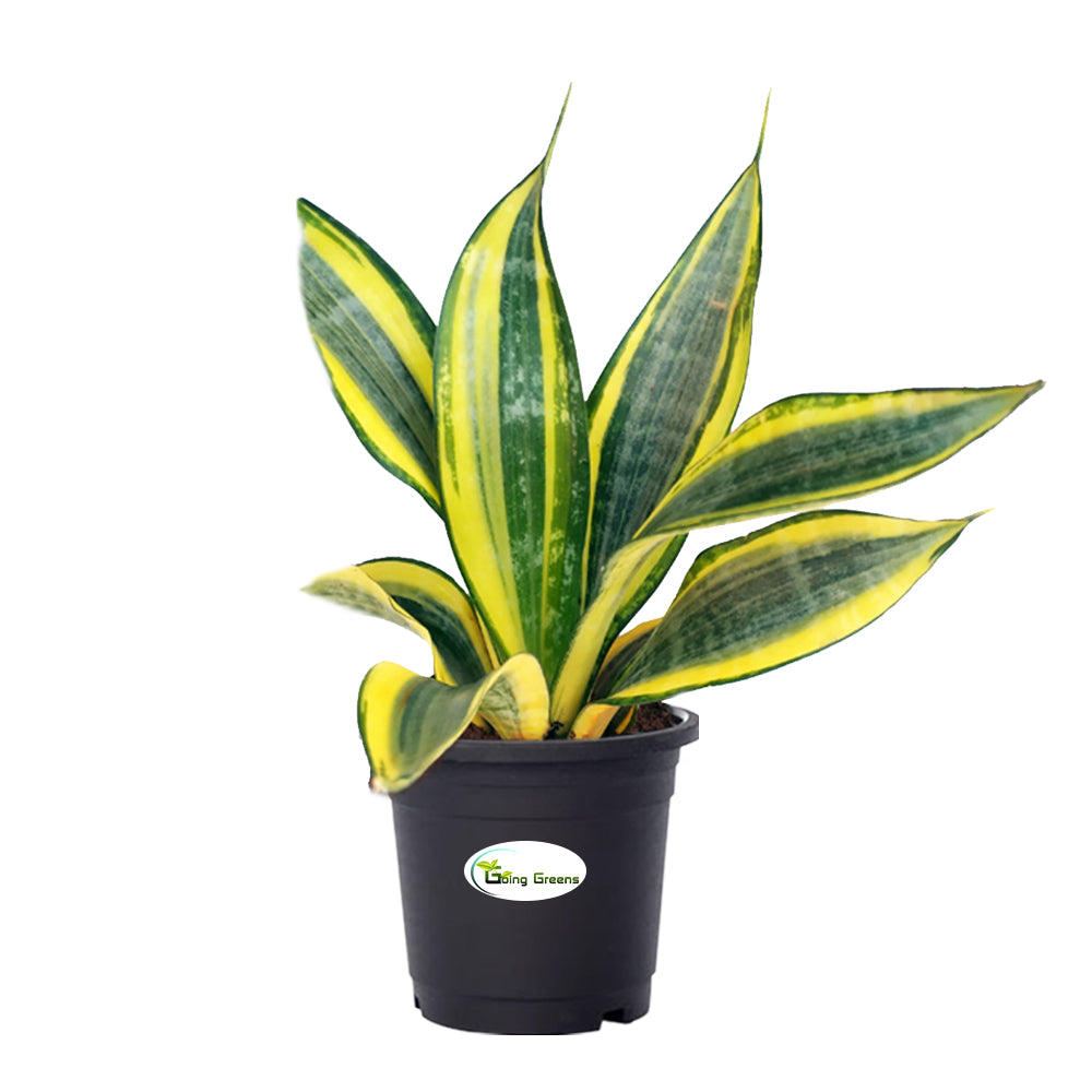 Snake Plant, Sansevieria Trifasciata Hahnii