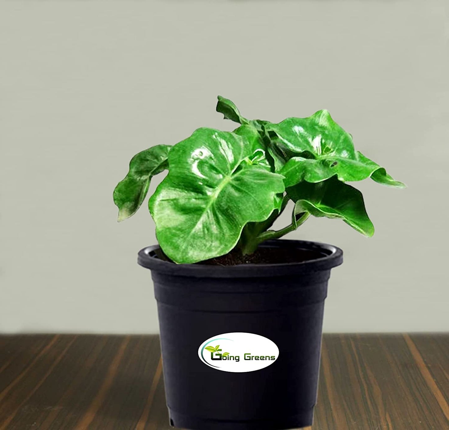 Philodendron Xanadu Plant