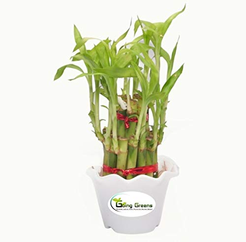 2 Layer Lucky Bamboo