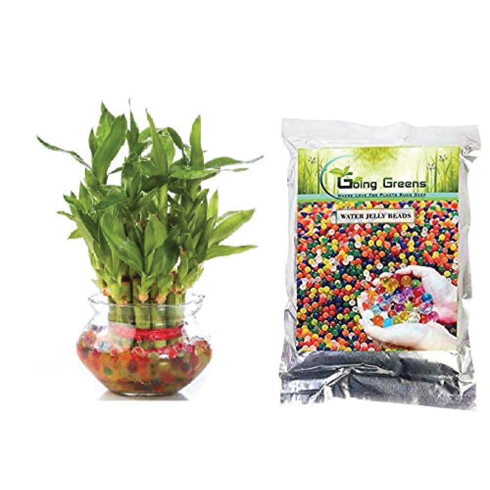 Combo of 2 Layers Lucky Bamboo Plant in Glass Pot & Multicolored Jelly Beads