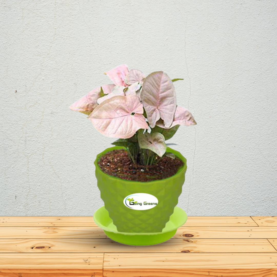 Syngonium Pink Plant