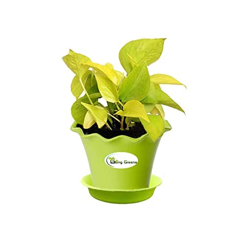 Money Plant Golden, Pothos