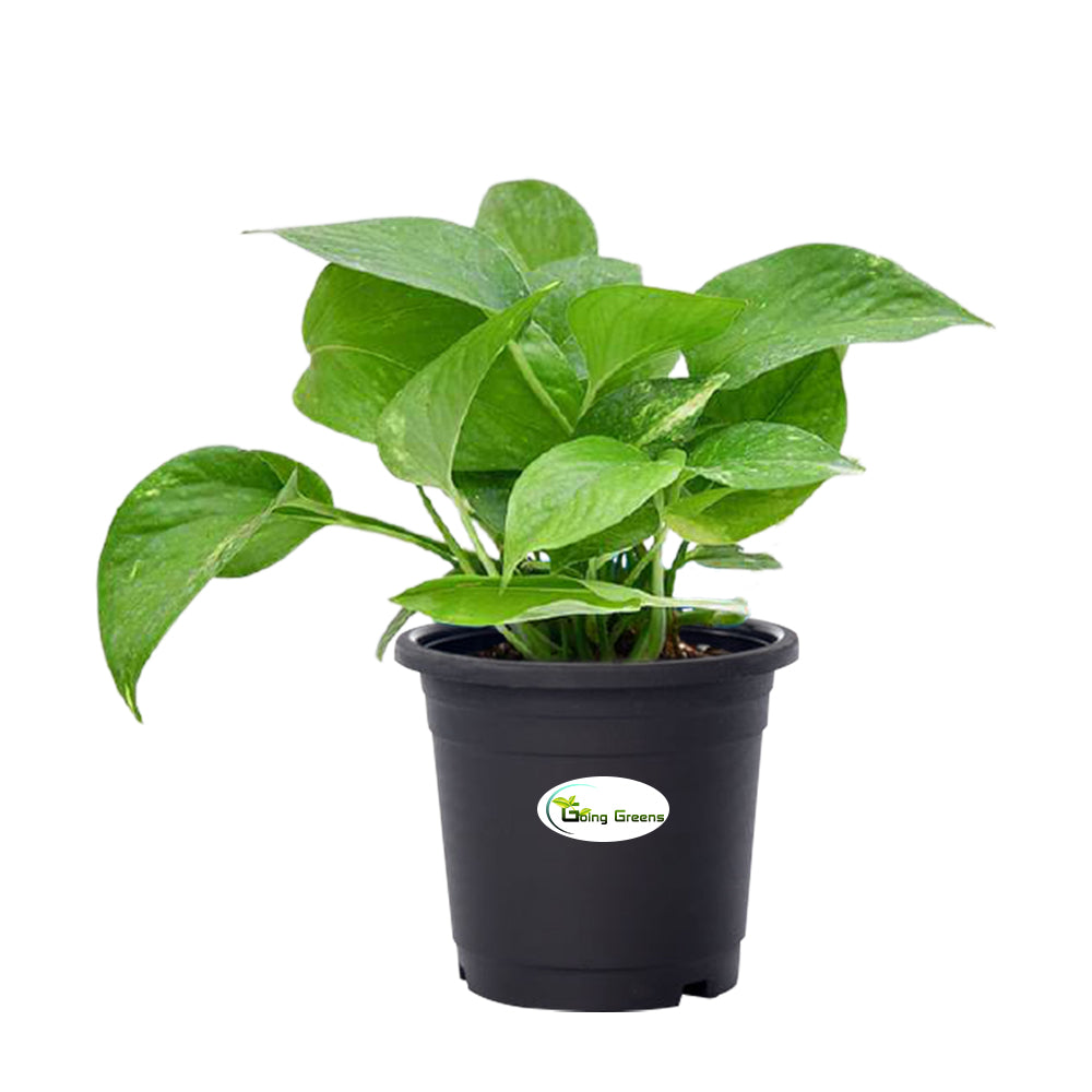 Money Plant Green, Pothos