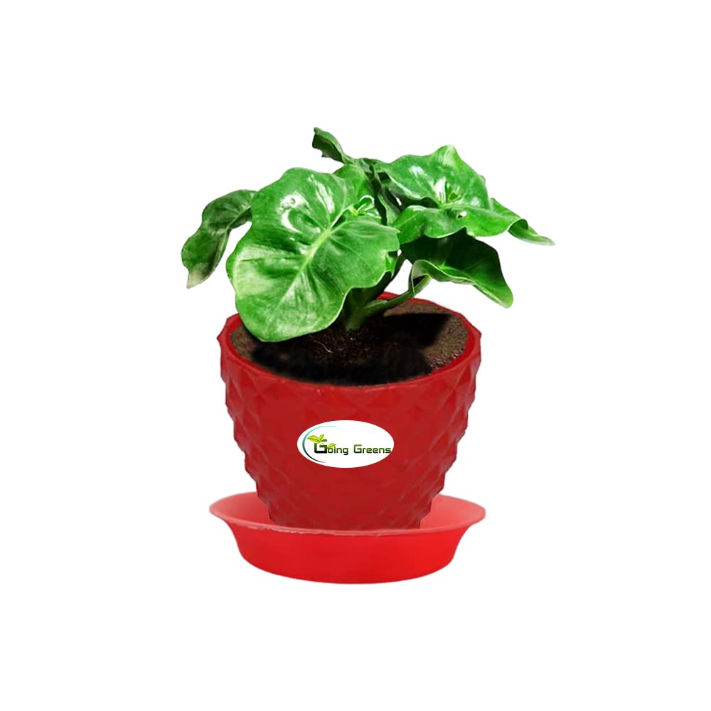Philodendron Xanadu Plant