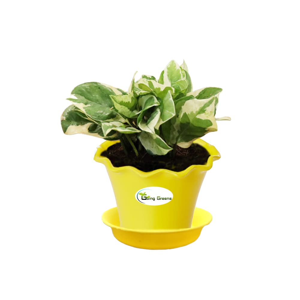 Money Plant White