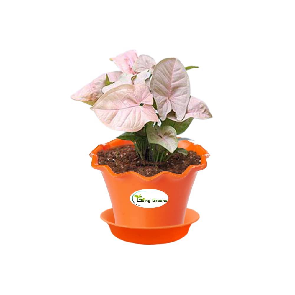 Syngonium Pink Plant