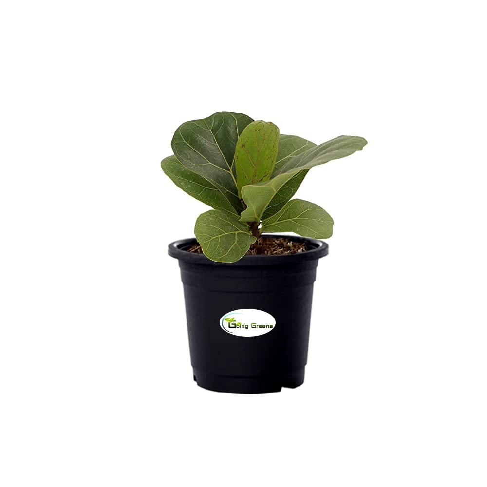 Fiddle Leaf Fig Plant, Ficus Layrata