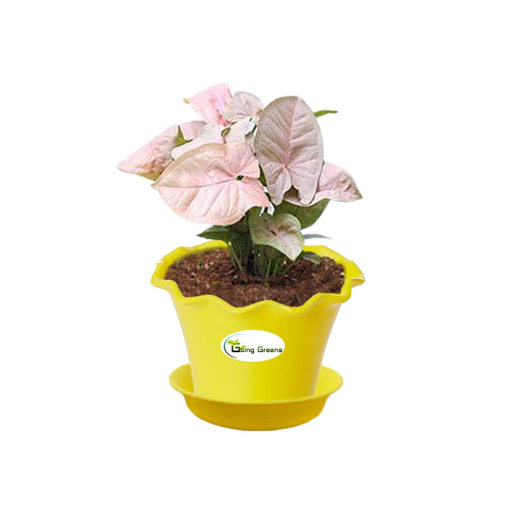Syngonium Pink Plant