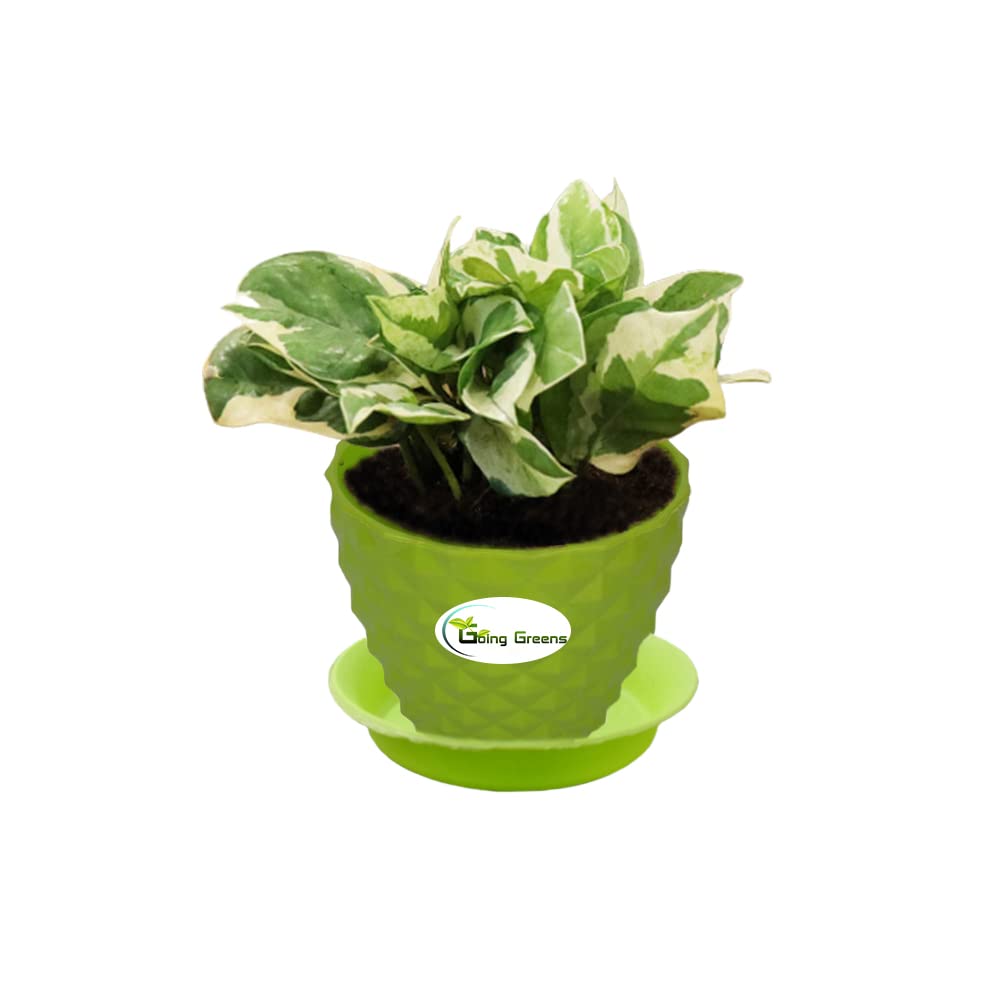 Money Plant White