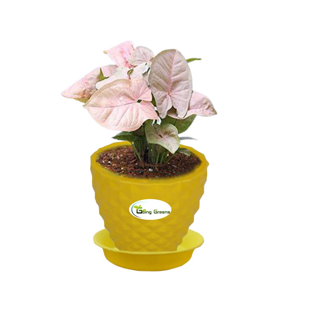 Syngonium Pink Plant
