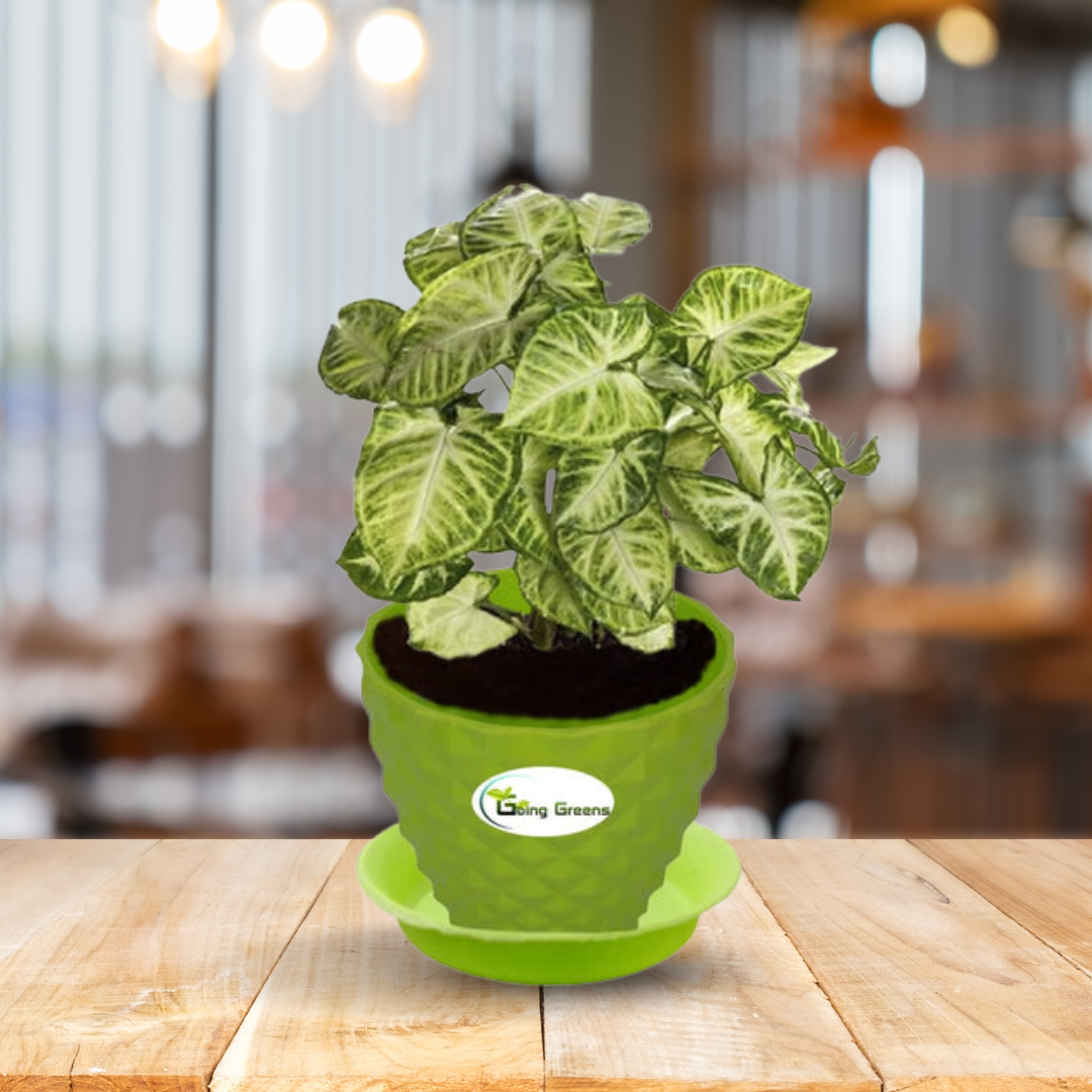 Syngonium Variegated Plant