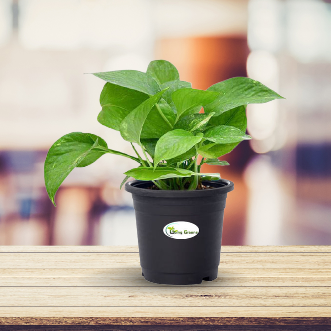 money plant colour Money Plant Green, Pothos – Going Greens