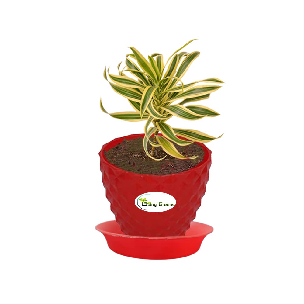 Song of India Plant, Dracaena Reflexa