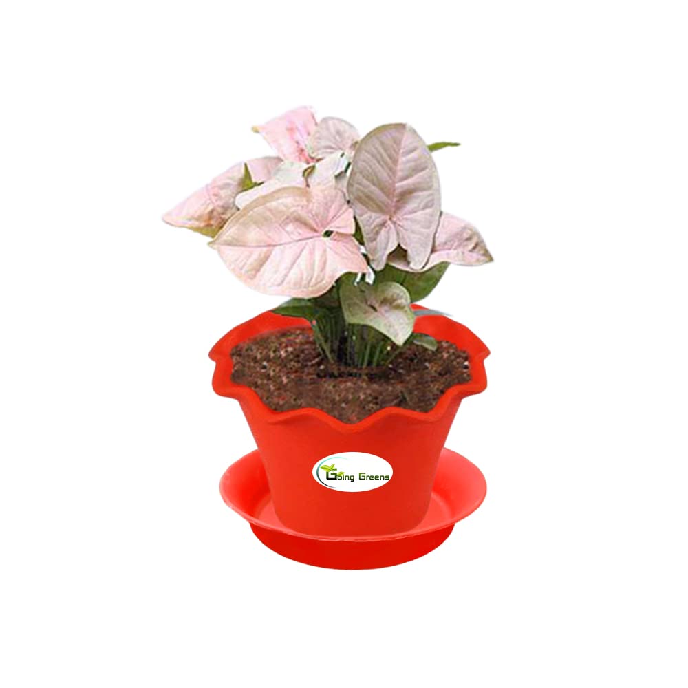Syngonium Pink Plant