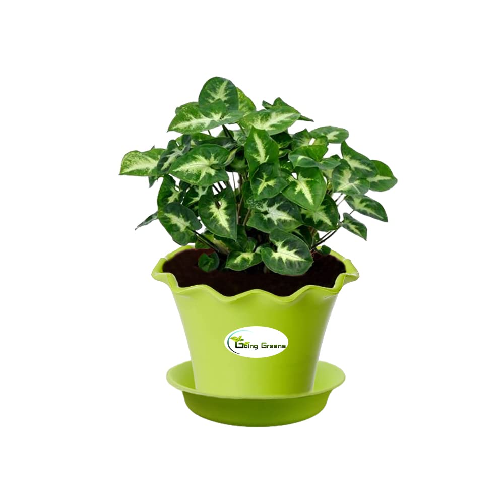 Syngonium Mini Pixie Plant