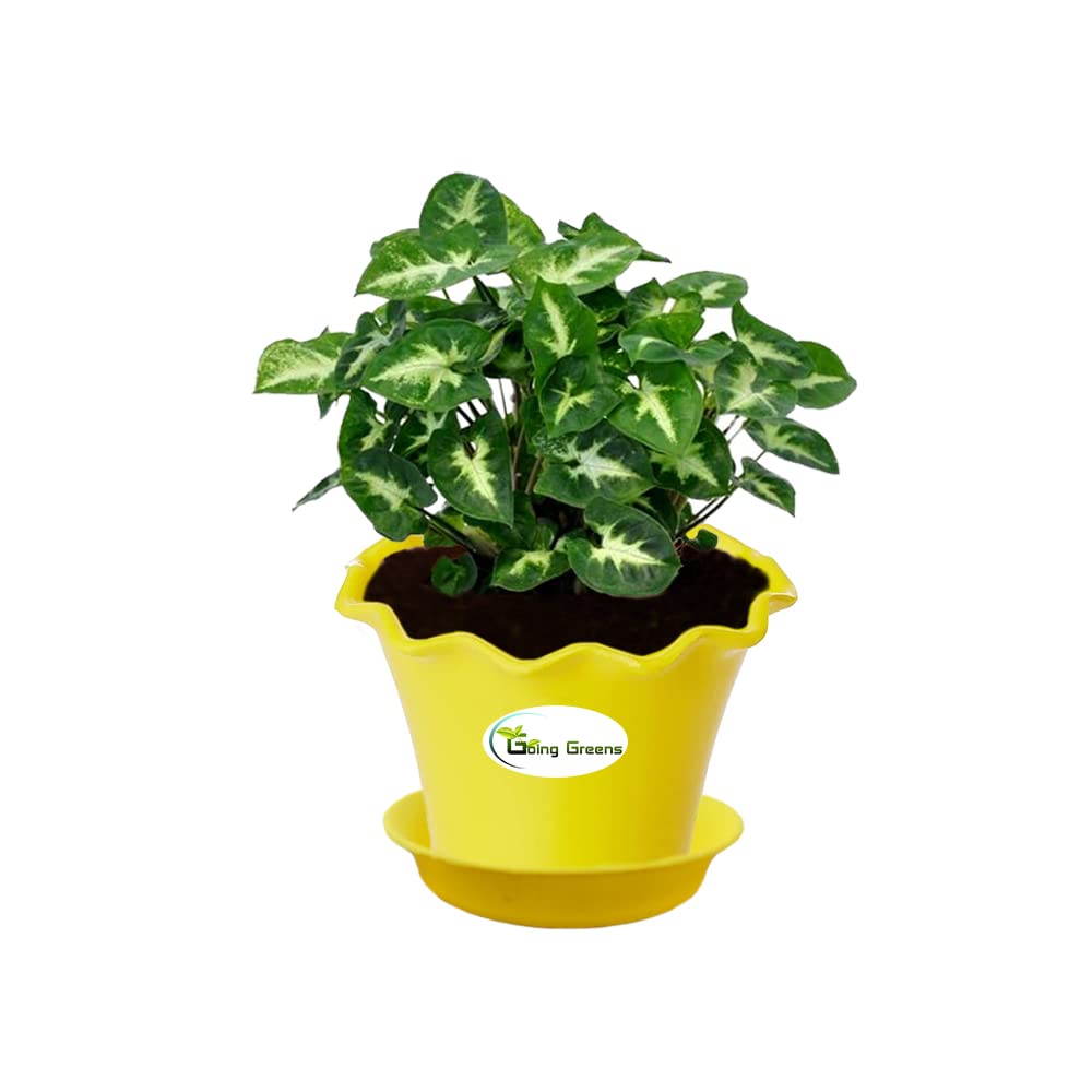 Syngonium Mini Pixie Plant