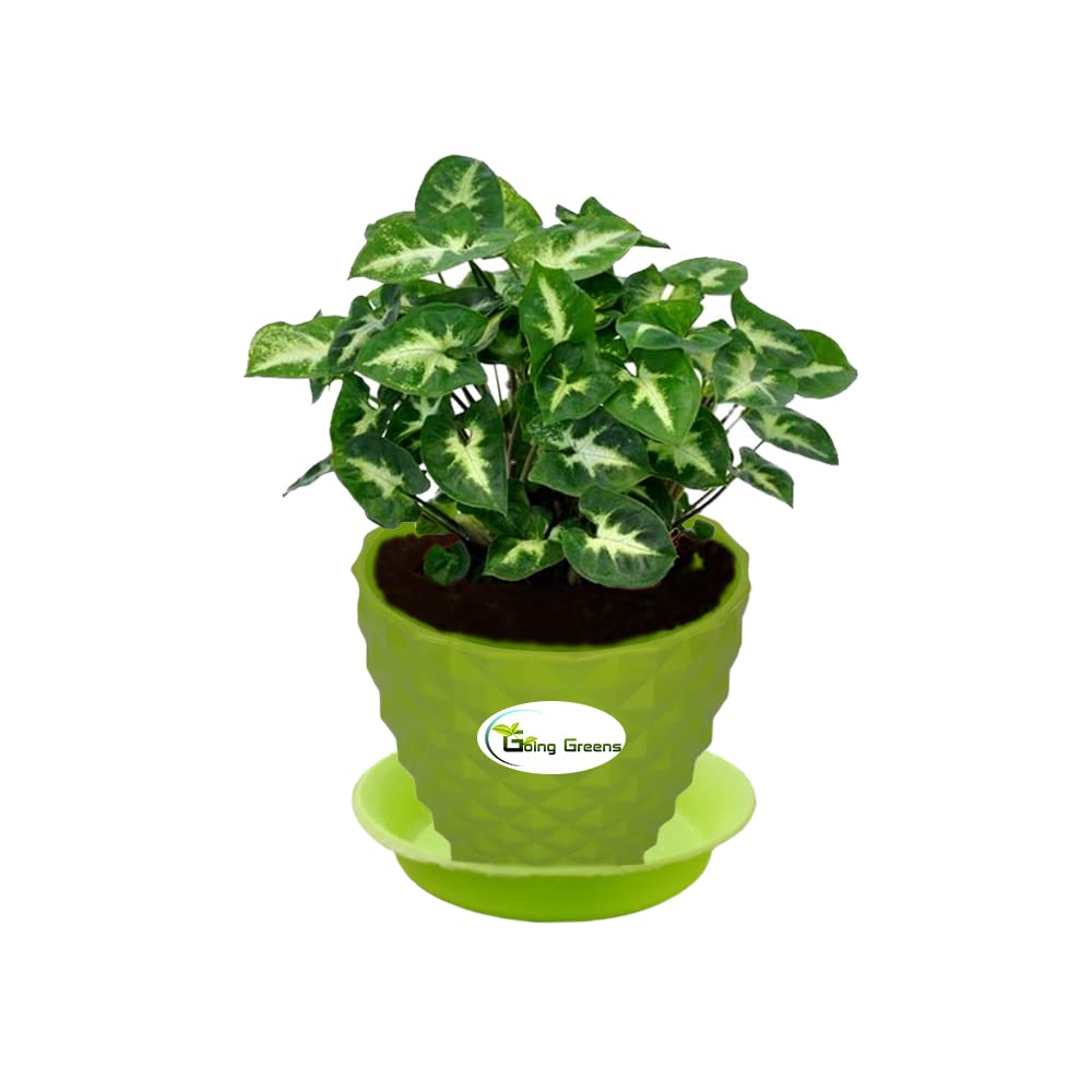 Syngonium Mini Pixie Plant