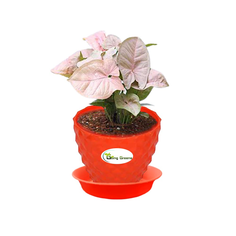 Syngonium Pink Plant