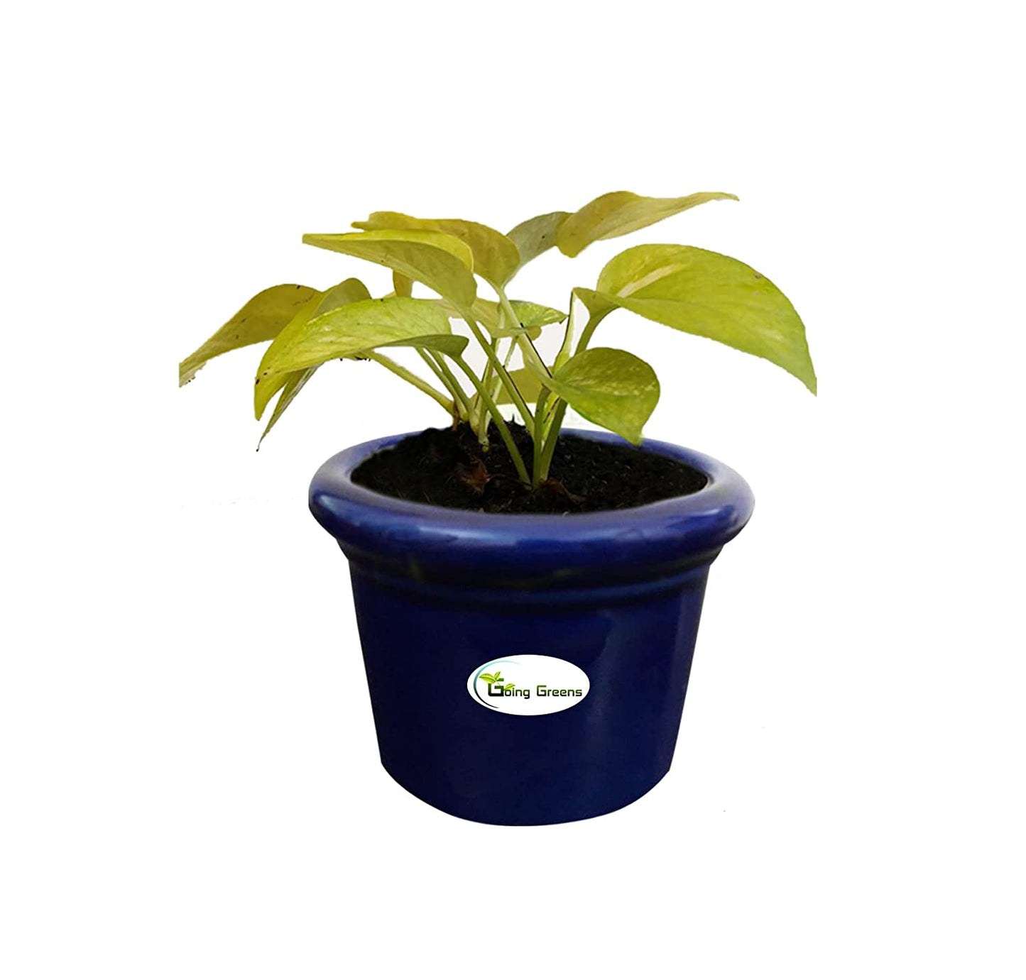 Ceramic Pot for Succulents & Cactus (Blue)