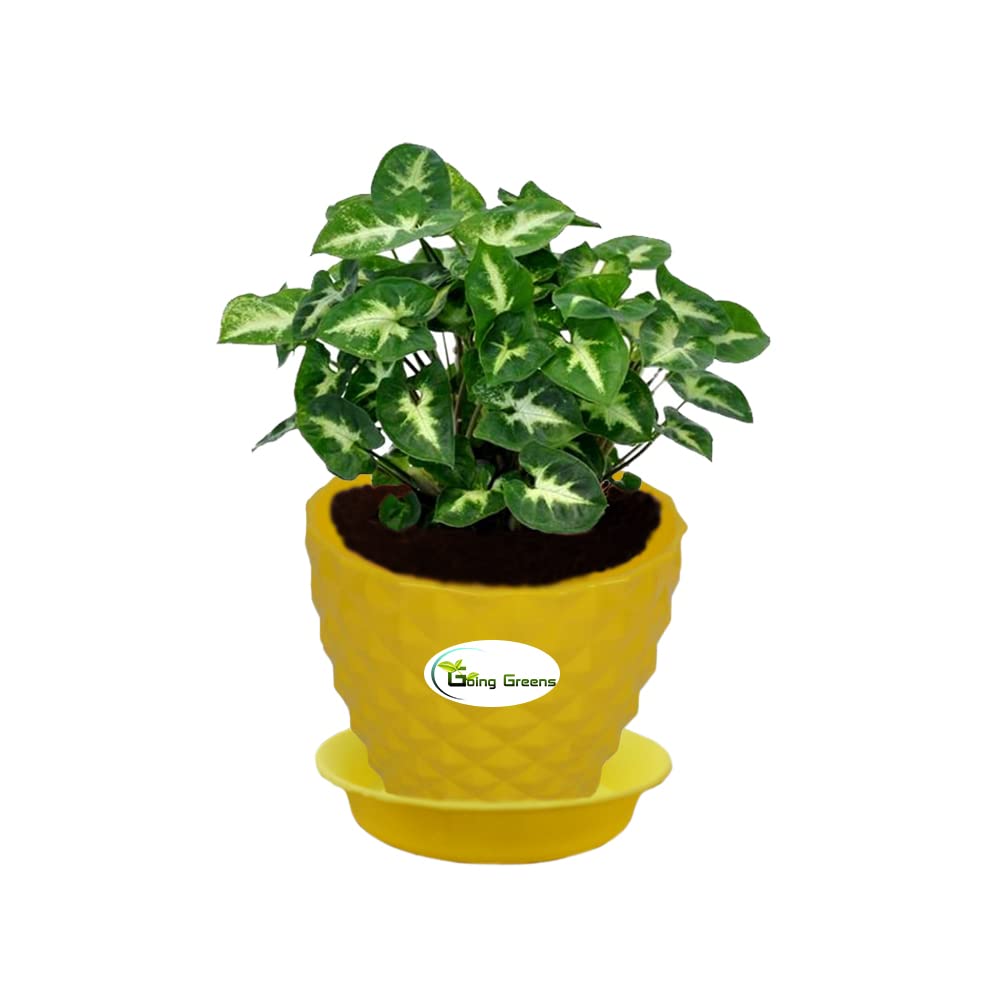 Syngonium Mini Pixie Plant