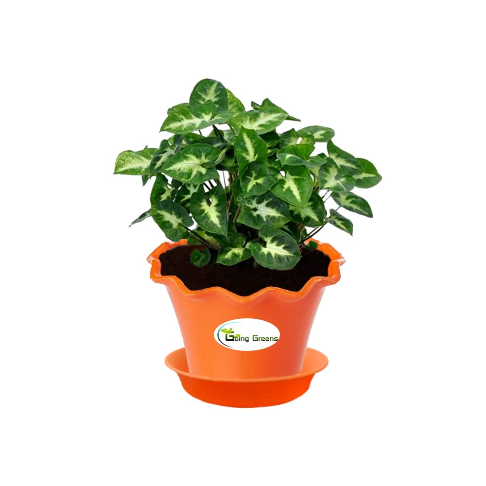 Syngonium Mini Pixie Plant