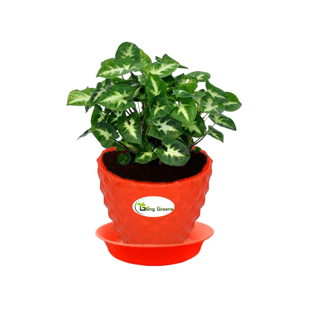 Syngonium Mini Pixie Plant