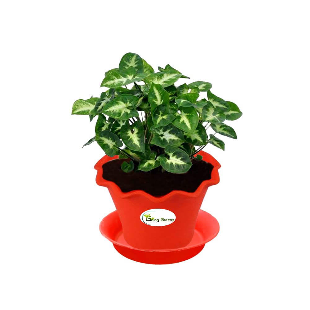 Syngonium Mini Pixie Plant