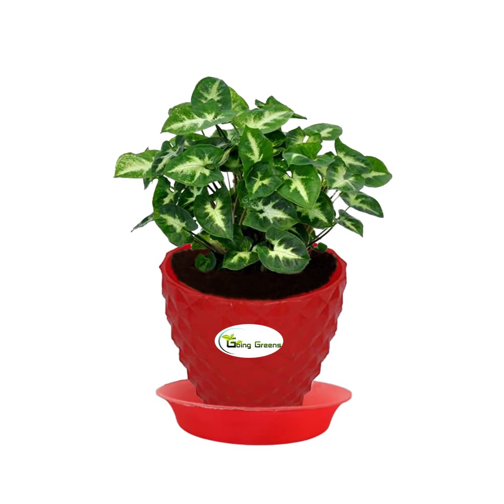 Syngonium Mini Pixie Plant