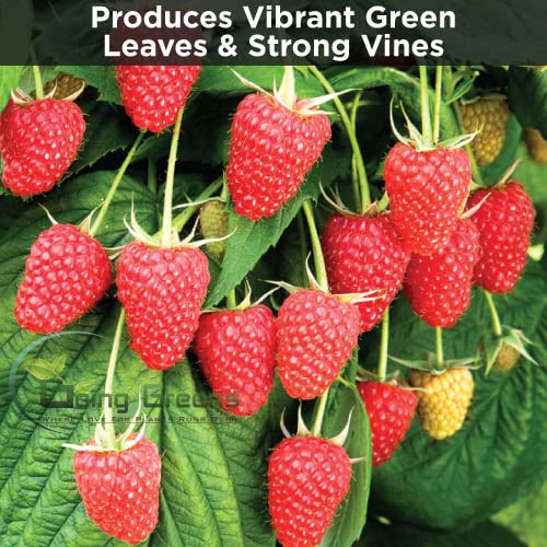 Raspberry Fertilzer