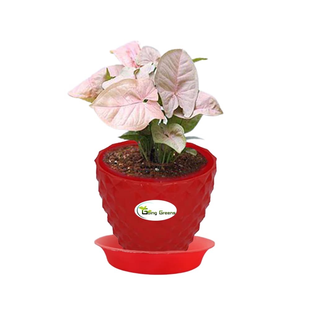Syngonium Pink Plant