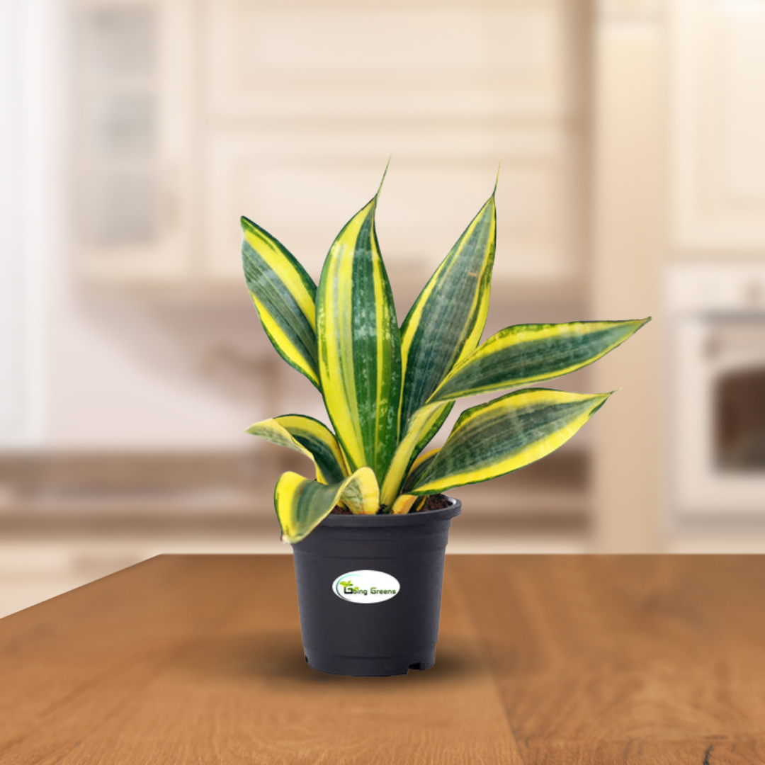 Snake Plant, Sansevieria Trifasciata Hahnii