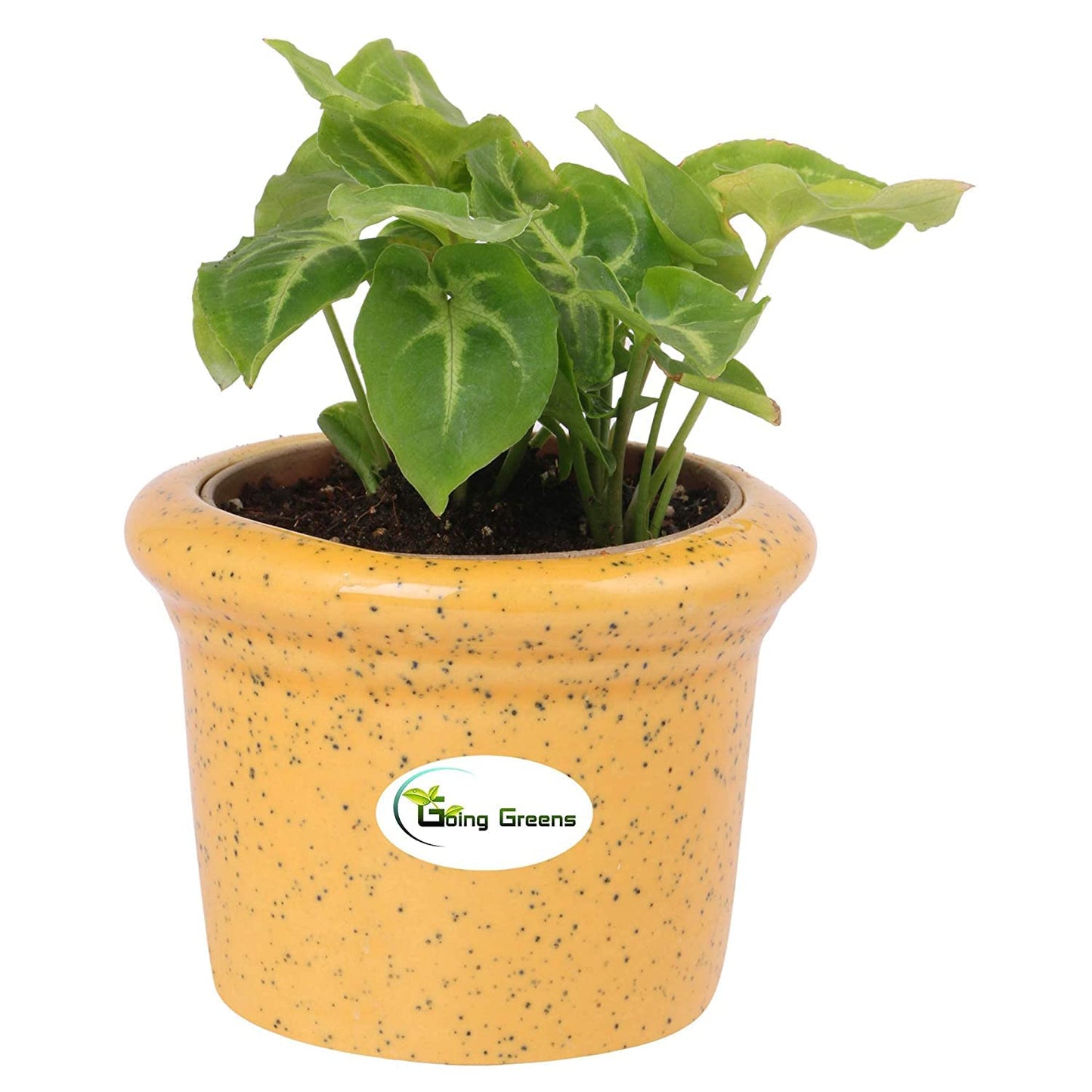 Ceramic Pot for Succulents & Cactus (Yellow)